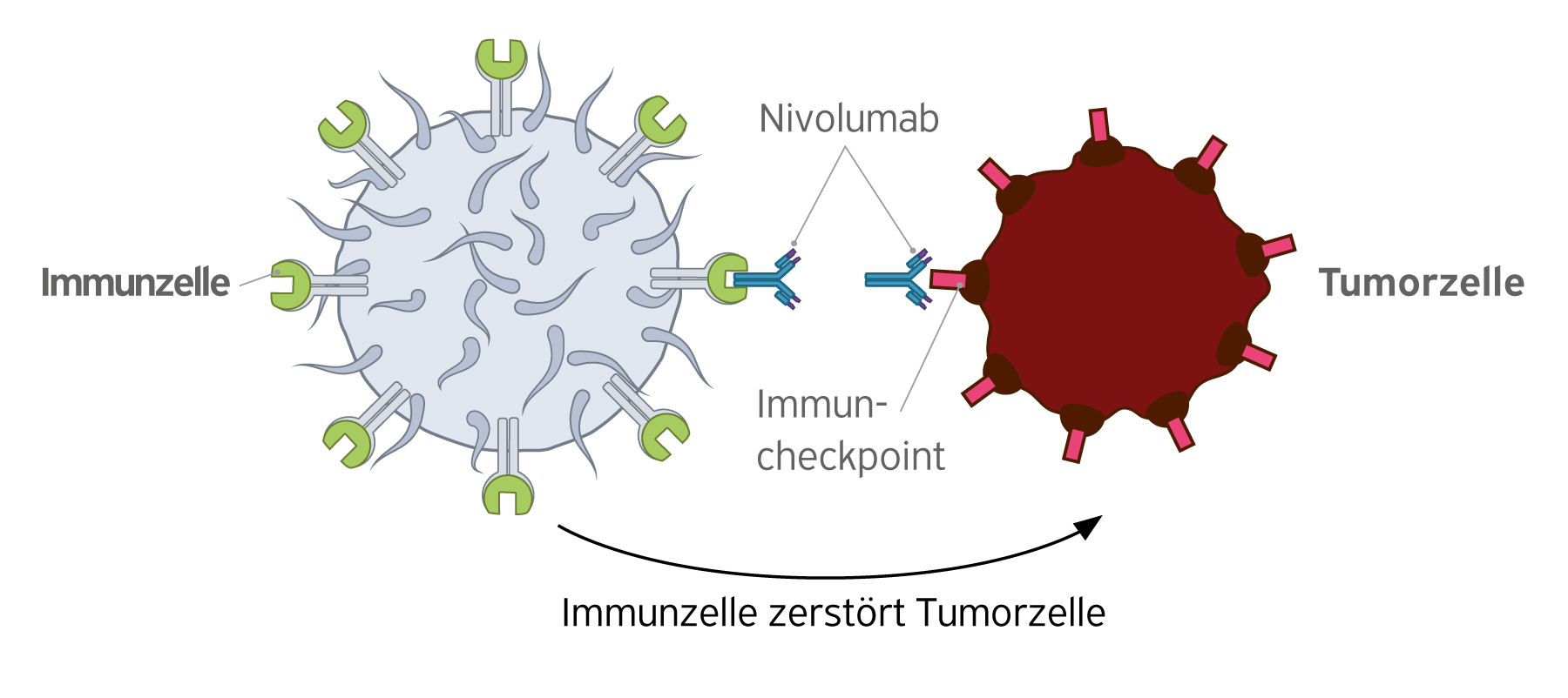 Wirkung_Nivolumab